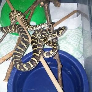 Meet your Posher, Bill